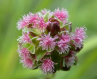 Kleiner Wiesenknopf (Blüte)