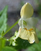 Kleines Springkraut (Blüte)