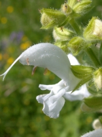 Weißer Salbei (Blüte)