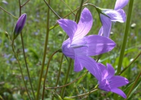 Wiesenglockenblume