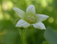 Zaunrübe, Rote (Blüte)