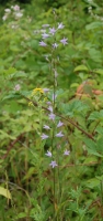 Glockenblume, Rapunzel Glockenblume, Rapunzel