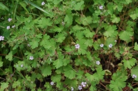 Storchschnabel, Rundblättriger Storchschnabel, Rundblättriger