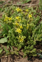 Mauerpfeffer, Scharfer Mauerpfeffer, Scharfer