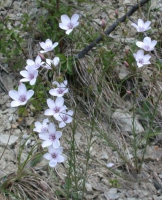 Lein, Schmalblättriger