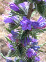 Natternkopf (Blüte)