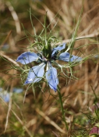 Schwarzkümmel