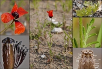 Mohn, Sand