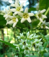 Schwalbenwurz, Weiße (Klemmfallen-Blüte)