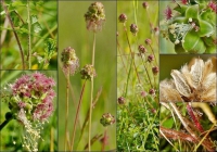 Wiesenknopf, Gewöhnlicher Kleiner